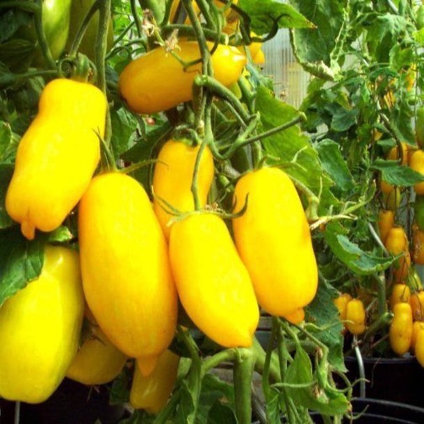 Tomat <br>'Banana Legs'<br><i>Lycopersicon esculentum</i>