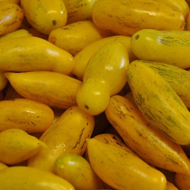 Tomat <br>'Banana Legs'<br><i>Lycopersicon esculentum</i>