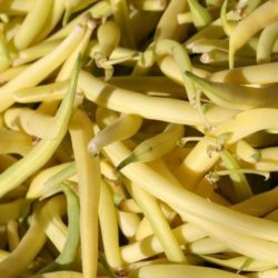 Bnne, Voks- <br>'Dior'<br><i>Phaseolus vulgaris</i>