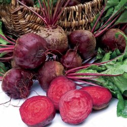 Rdbede <br>'Detroit 2 Crimson Globe'<br><i>Beta vulgaris</i>