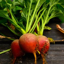 Rdbede<br>'Orange Golden'<br><i>Beta vulgaris</i>