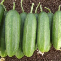 Agurk, Skole- <br>'Ayda' F1<br><i>Cucumis sativus</i>