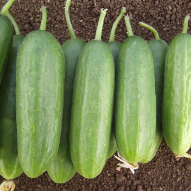 Agurk, Skole- <br>'Ayda' F1<br><i>Cucumis sativus</i>