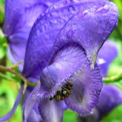 Stormhat, <br>venusvogn <br><i>Aconitum napellus</i>