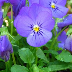 Hornviol <br>'Perfection Blue'<br><i>Viola cornuta</i>