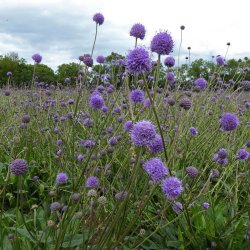 Djvelsbid <br><i>Succisa pratensis </i><br><br>