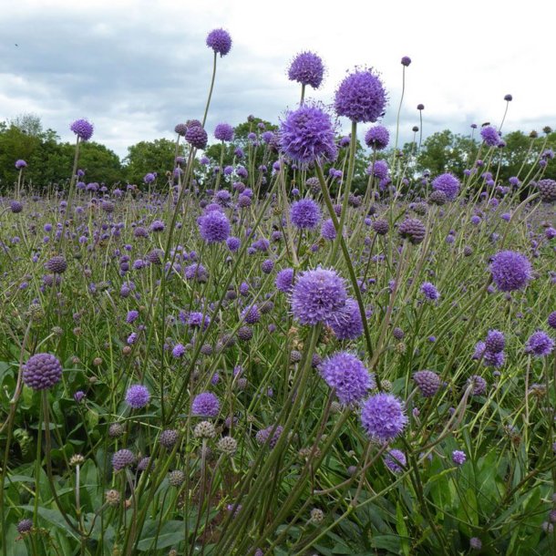 Djvelsbid <br><i>Succisa pratensis </i><br><br>