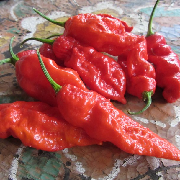 Chili 'Bhut Jolokia' <br><i>Capsicum chinense/frutescens</i>