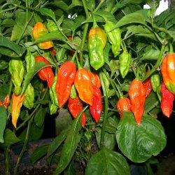Chili 'Bhut Jolokia' <br><i>Capsicum chinense/frutescens</i>
