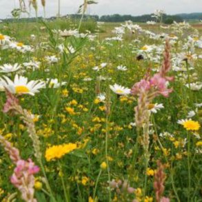 Natureng, <br>vilde blomster <br>og grsser