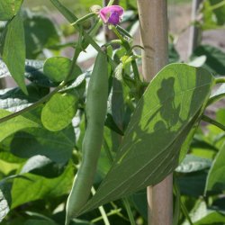 Bnne <br>'Black Turtle'<br><i>Phaseolus vulgaris</i>