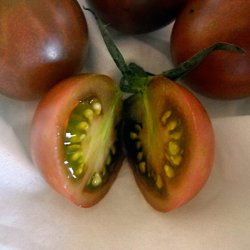 Tomat <br>'Cherry Brown Berry'<br><i>Lycopersicon esculentum</i>
