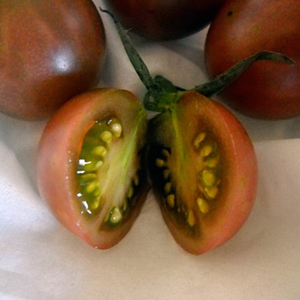 Tomat <br>'Cherry Brown Berry'<br><i>Lycopersicon esculentum</i>