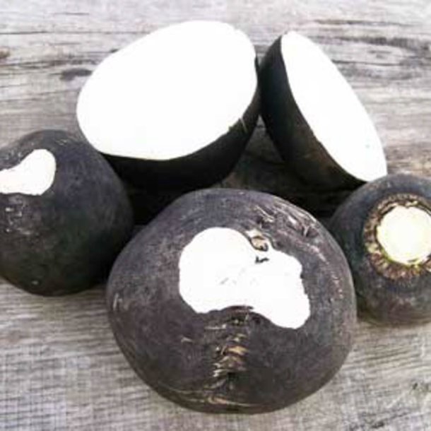 Rddike <br>'Round Black' <br><i>Raphanus sativus</i>
