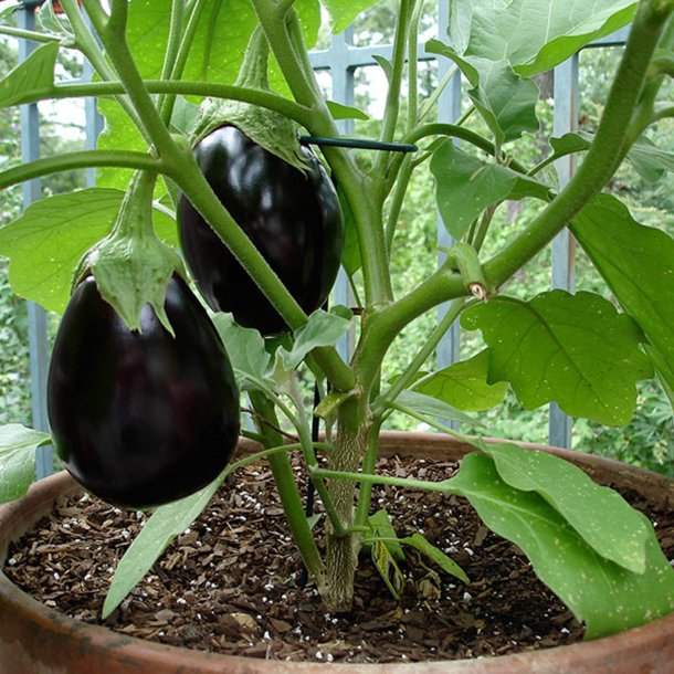 Aubergine <br>'Black Beauty' <br> <i>Solanum melongena</i>