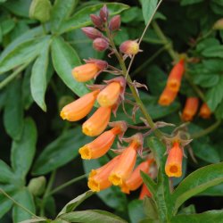 Sknhedsranke <br>'Tresco Mix'<br><i>Eccremocarpus scaber</i>