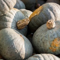 Grskar, Hokkaido- <br>'Blue Kuri' <br><i>Cucurbita maxima</i>