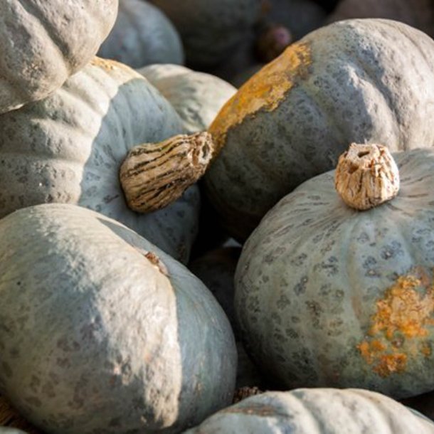 Grskar, Hokkaido- <br>'Blue Kuri' <br><i>Cucurbita maxima</i>