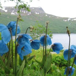 Valmues�ster, <br>Tibets bl� valmue<br><i>Meconopsis betonicifolia</i>