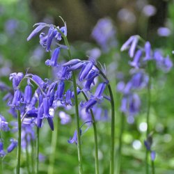 Blue Bell, Klokkeskilla <br><i>Hyacinthoides non-scripta </i>