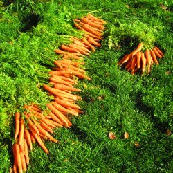 Gulerod <br>'Napoli' F1 <br><i>Daucus carota var. sativus</i>