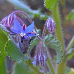 Hjulkrone, <br>bl <br><i>Borago officinalis </i>
