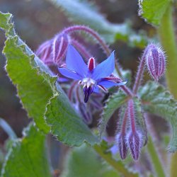 Blomstermix <br>'Bismag'<br><br>