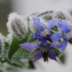 Hjulkrone, <br>bl <br><i>Borago officinalis </i>
