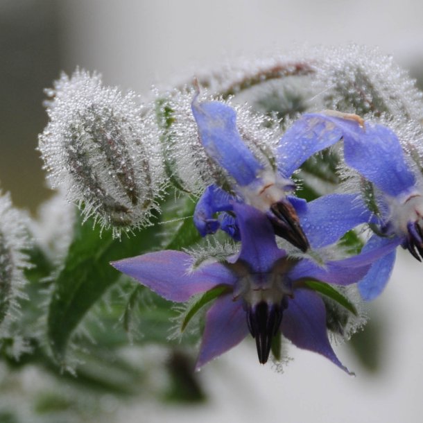 Hjulkrone, <br>bl <br><i>Borago officinalis </i>