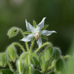 Hjulkrone <br>'Alba'<br><i>Borago officinalis </i>