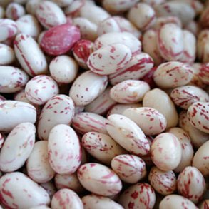 Borlotto, stangbnne<br>'Speckled Cranberry' <br><i>Phaseolus vulgaris</i>