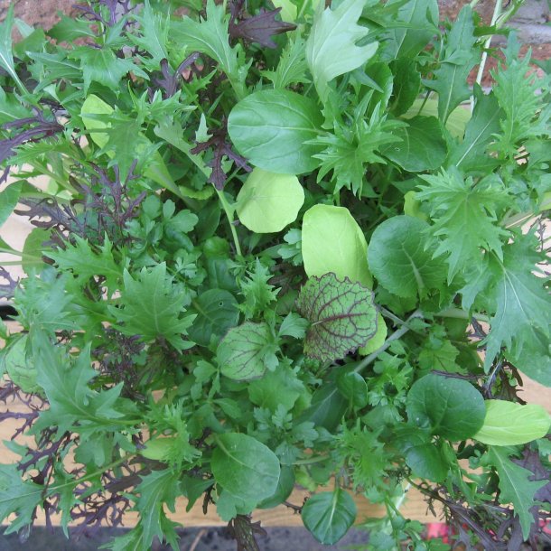 Babyleaves - <br>mikrogrnt<br>'Bright &amp; Spicy Mix'