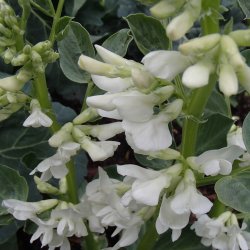 Valsk bnne, hestebnne<br>'Stereo'<br><i>Vicia faba </i>