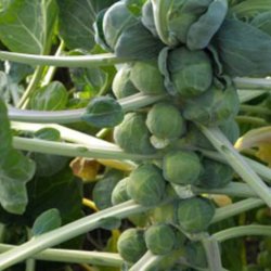 Rosenkl <br>'Jade Cross E' F1  <br><i>Brassica oleracea var. gemnifera</i>