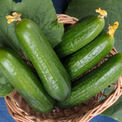 Agurk, Skole- <br>'Ayda' F1<br><i>Cucumis sativus</i>