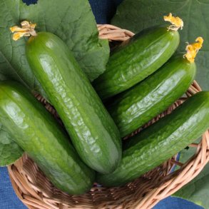 Agurk, Skole- <br>'Ayda' F1<br><i>Cucumis sativus</i>