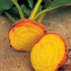 Rdbede <br>'Burpee Golden'<br><i>Beta vulgaris</i>