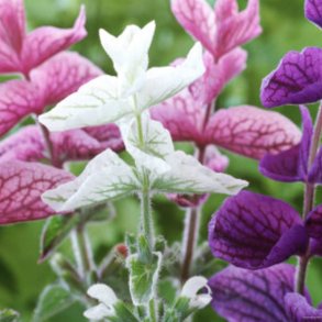 Dusksalvie <br>'Say So White<br><i>Salvia viridis </i>