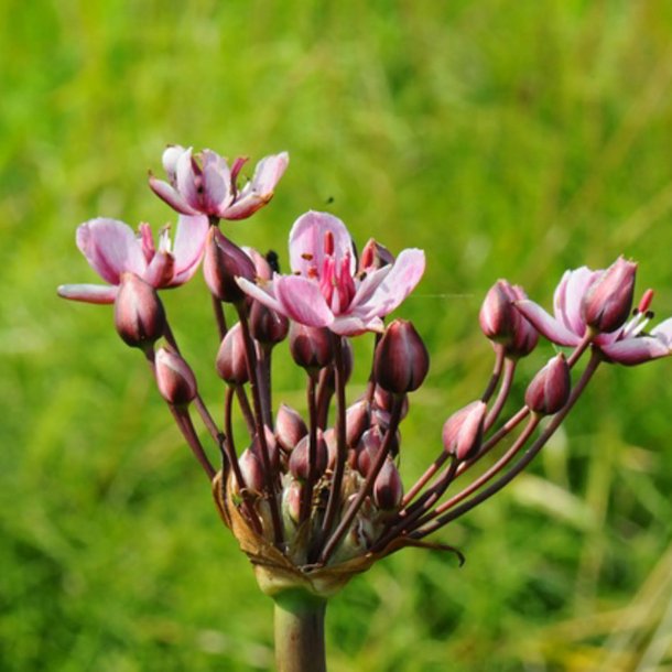 Brudelys <br><i>Butomus umbellatus</i><br><br>