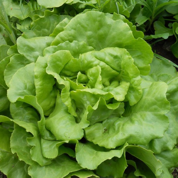 Salat, Hoved- <br>'Butterhead'<br><i>Lactuca sativa var. capitata</i>