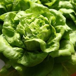 Salat, Hoved- <br>'Butterhead'<br><i>Lactuca sativa var. capitata</i>