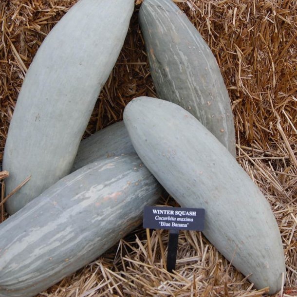 Grskar <br>'Guatemalan Blue Banana' <br><i>Cucurbita maxima</i>