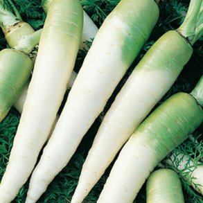 Gulerod <br>'Blanche collet vert hors terre' <br><i>Daucus carota var. sativus</i>