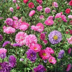 Asters, Sommer- <br>'Mix'<br><i>Callistephus chinensis </i>