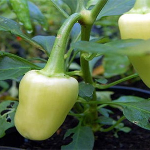 Peber <br>'Caloro'<br><i>Capsicum annuum</i>