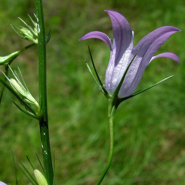 Rapunselklokke <br><i>Campanula rapunculus</i><br><br>