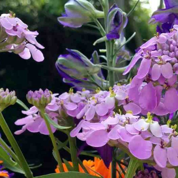 Snepude, sljfeblomst <br>'Mix'<br><i>Iberis sempervirens</i>