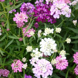 Snepude, sljfeblomst <br>'Mix'<br><i>Iberis sempervirens</i>