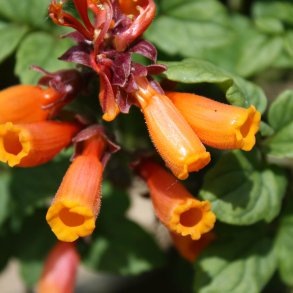 Sknhedsranke <br>'Tresco Mix'<br><i>Eccremocarpus scaber</i>