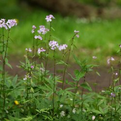 Tandrod <br><i>Cardamine bulbifera</i><br><br>